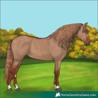 Horse Color:Red Dun 