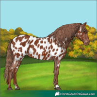 Horse Color:Chestnut Appaloosa 