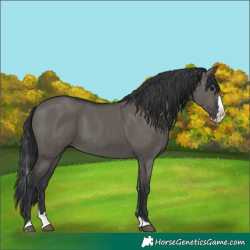 Horse Color:Grullo Splash 