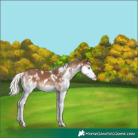 Horse Color:White Spotted Silver Brown Splash