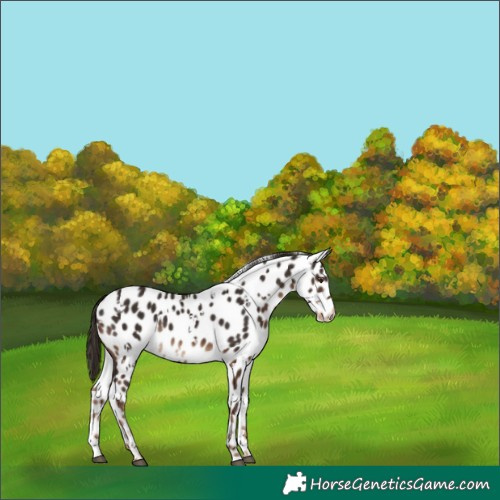 Horse Color:White Spotted Liver Chestnut Appaloosa 