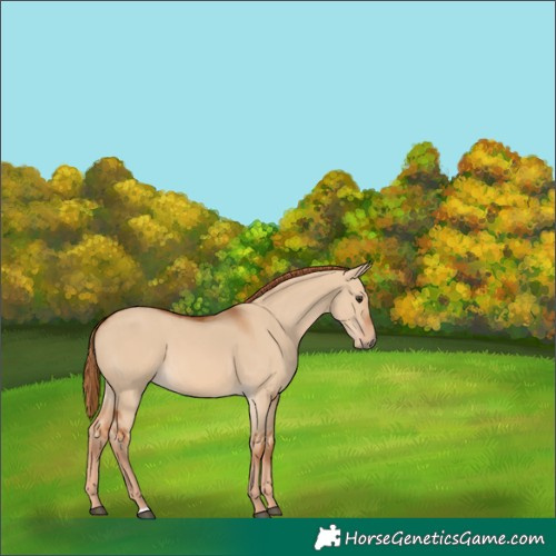Horse Color:Red Dun