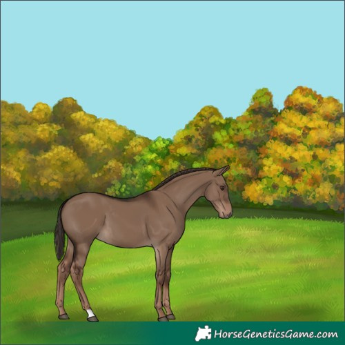 Horse Color:Liver Red Dun 