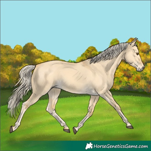 Horse Color:Palomino Dun