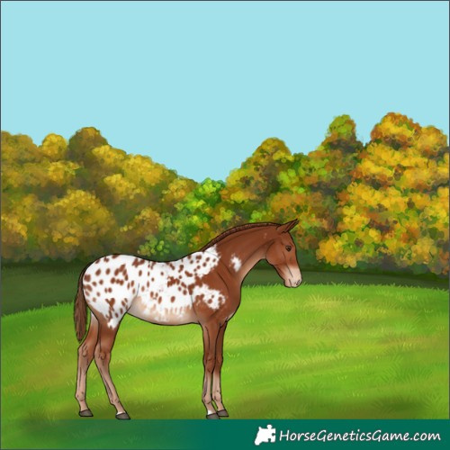 Horse Color:Chestnut Near Leopard 
