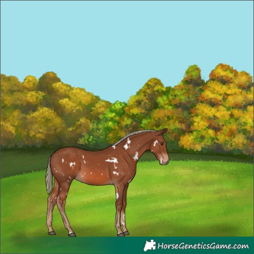 Horse Color:White Spotted Chestnut 