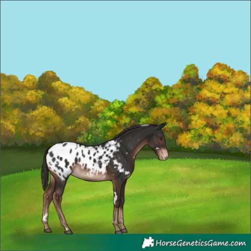 Horse Color:White Spotted Liver Chestnut Appaloosa 