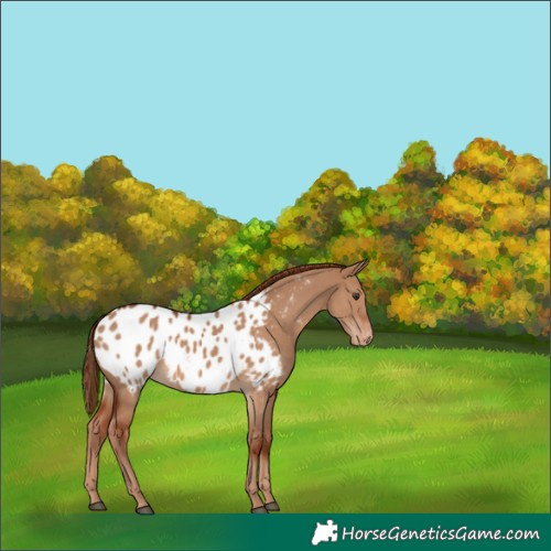 Horse Color:Red Dun Appaloosa 