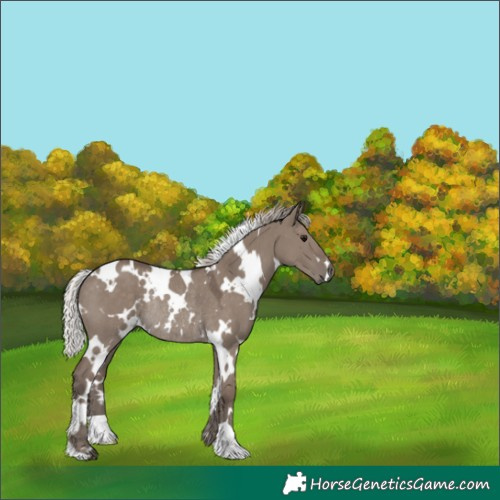 Horse Color:White Spotted Silver Grullo Rabicano 