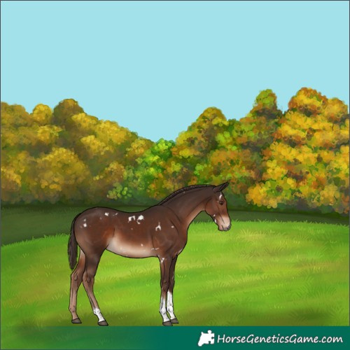 Horse Color:White Spotted Liver Chestnut Tobiano 