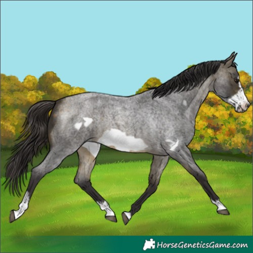Horse Color:Buckskin Roan Sabino Frame 