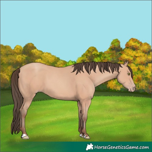 Horse Color:Amber Champagne 
