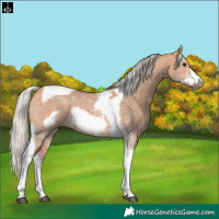 Horse Color:Silver Bay Dun Sabino Tobiano Frame Rabicano