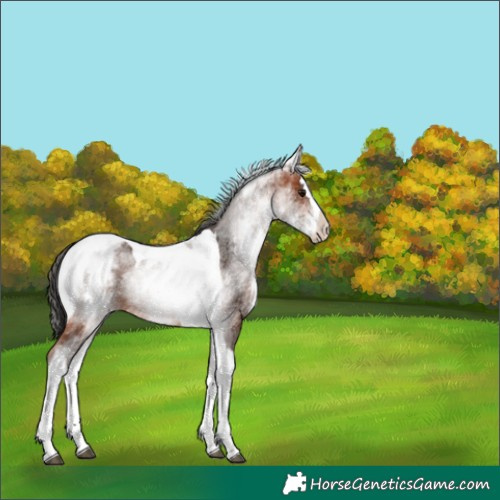 Horse Color:White Spotted Bay Splash Tobiano