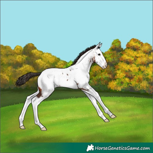 Horse Color:Bay Splash Near Fewspot 