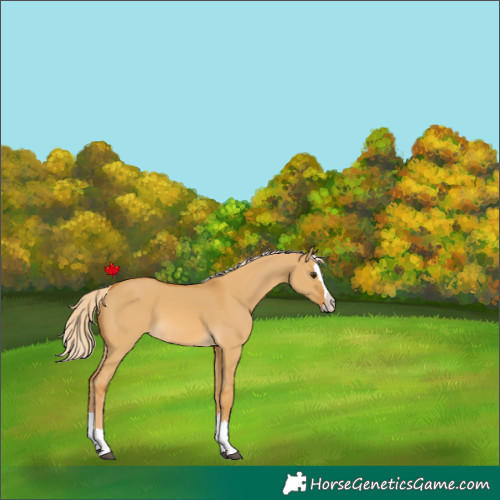 Horse Color:Palomino Dun Splash 