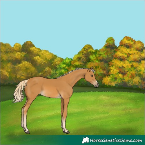 Horse Color:Palomino 
