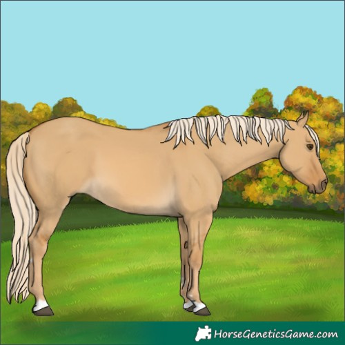 Horse Color:Palomino Dun 