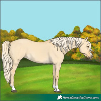 Horse Color:Palomino Dun
