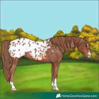 Horse Color:Chestnut Appaloosa 