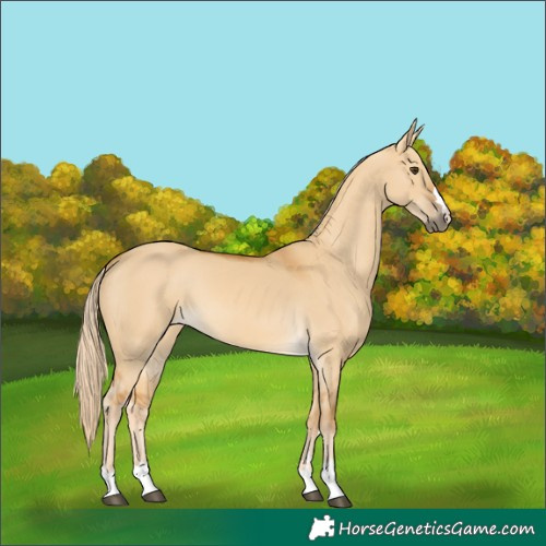 Horse Color:Palomino Dun 
