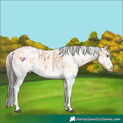 Horse Color:White Spotted Bay Dun Splash  and White Spotted Bay Dun Splash 