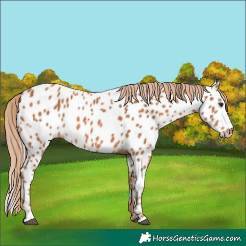 Horse Color:Chestnut Appaloosa 