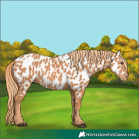 Horse Color:Chestnut Near Leopard
