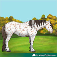Horse Color:Bay Appaloosa 