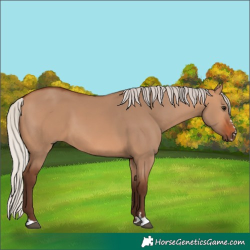 Horse Color:Silver Bay Dun 