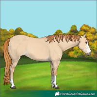 Horse Color:Red Dun Rabicano 
