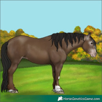 Horse Color:Gray Classic Champagne 