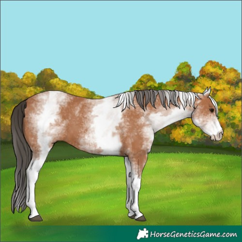 Horse Color:White Spotted Bay 