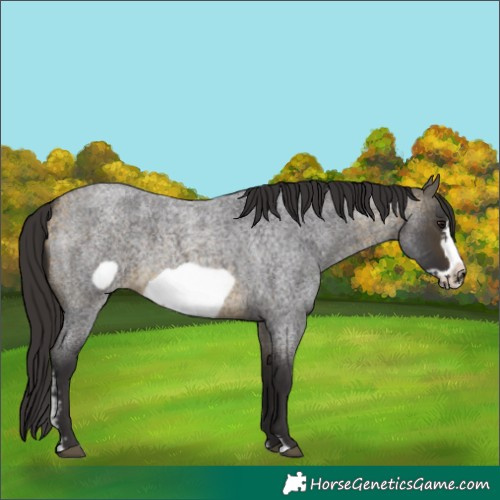 Horse Color:Buckskin Roan Sabino Frame 