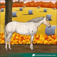 Horse Color:Palomino Roan Dun