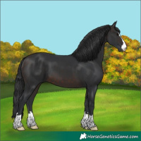 Horse Color:Brown 
