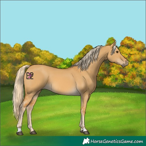 Horse Color:Palomino Dun