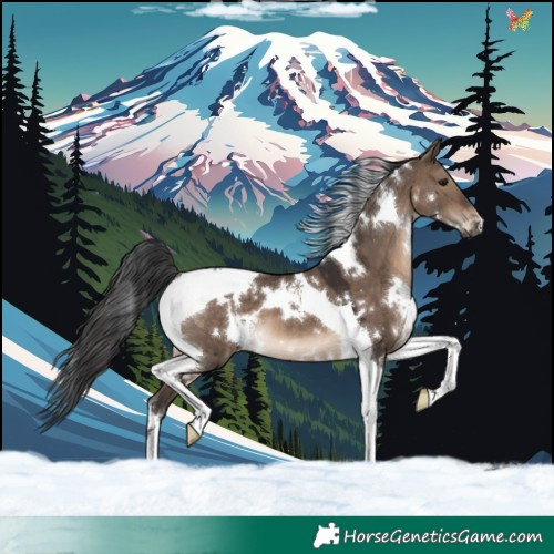 Horse Color:White Spotted Brown Dun Tobiano 