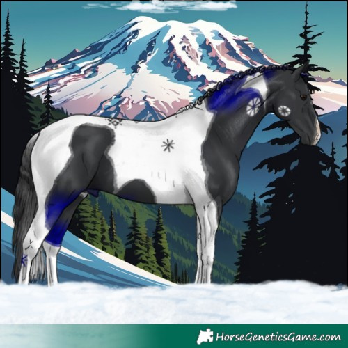 Horse Color:Black Tobiano 
