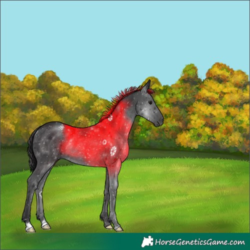 Horse Color:Black Rabicano