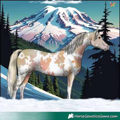 Horse Color:Watercolor White Spotted Silver Black Rabicano 