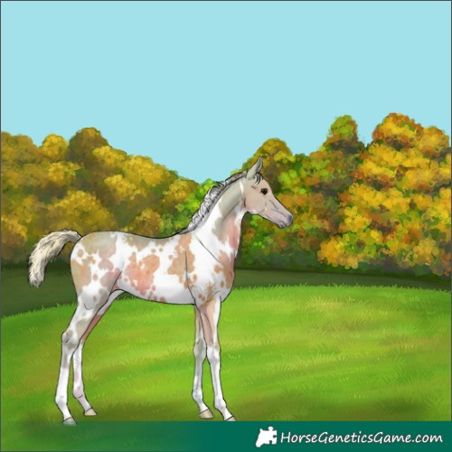 Horse Color:Watercolor White Spotted Silver Black Rabicano 