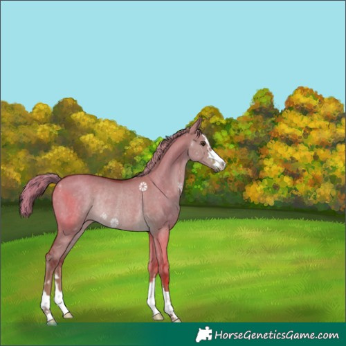 Horse Color:Watercolor Liver Red Dun Rabicano
