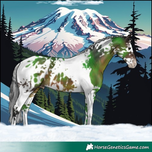 Horse Color:Brown Splash Tobiano Appaloosa 