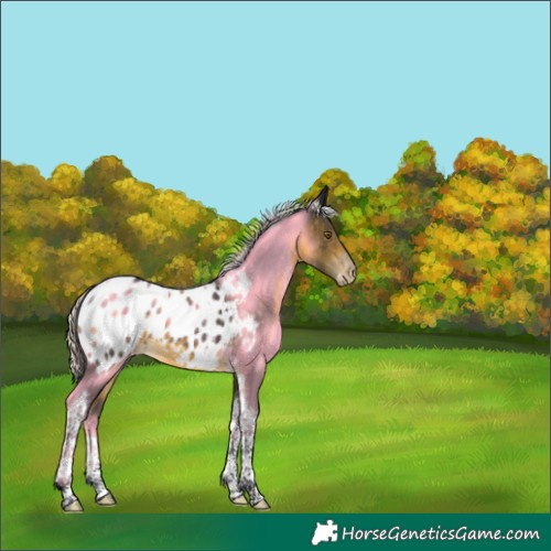 Horse Color:Silver Buckskin Tobiano Appaloosa Rabicano 