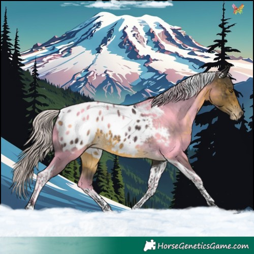 Horse Color:Silver Buckskin Tobiano Blanket Rabicano 