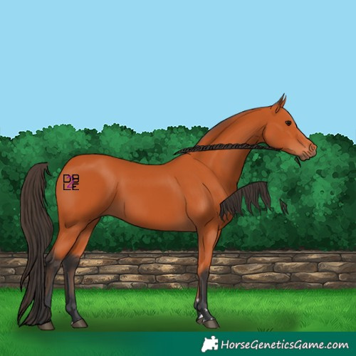 Horse Color:Bay 