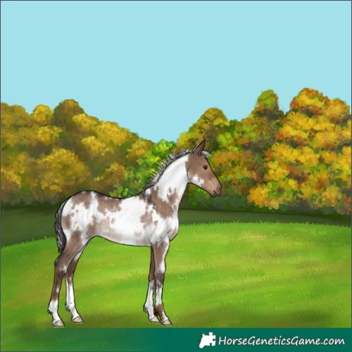 Horse Color:White Spotted Liver Red Dun Rabicano 