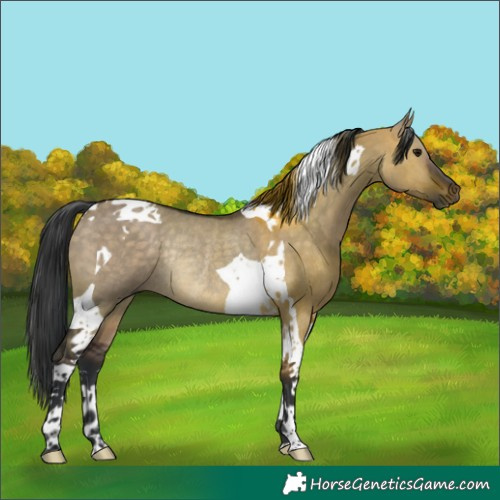 Horse Color:Brown Dun Tobiano Rabicano