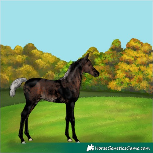 Horse Color:Void White Spotted Silver Brown Tobiano Rabicano 